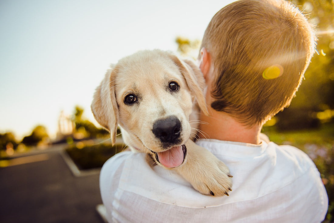 Pet Care Essentials: Tips for Happy & Healthy Pets